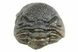 Wide, Bumpy Enrolled Morocops Trilobite - Morocco #383417-2
